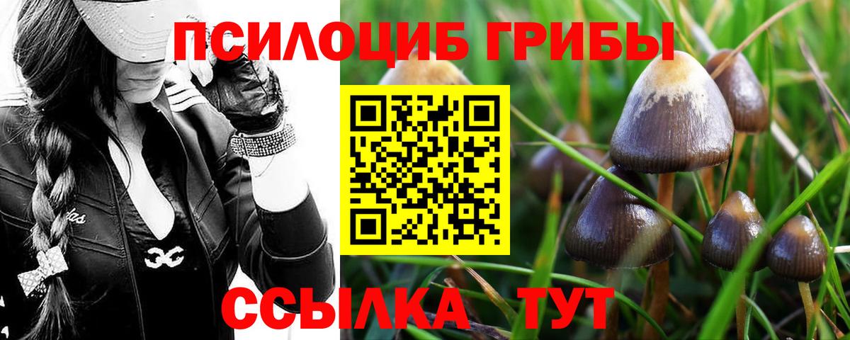 Галлюциногенные грибы Psilocybine cubensis  Псилоцибиновые грибы прущие грибы  Будённовск  Вход с VPN 